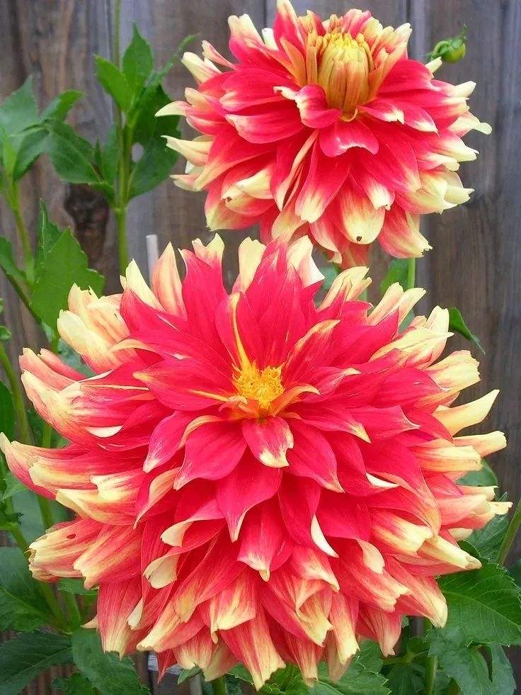 大丽花怎么种植,大丽花地栽种球的种植方法