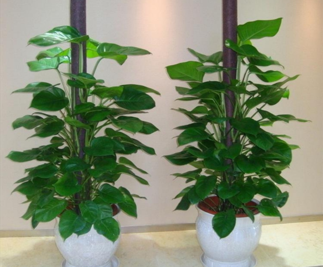 新房子摆放什么植物好养,室内易养绿色植物花卉盆栽