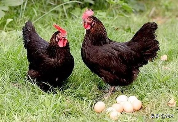 李时珍称它药鸡，一年只能长3斤，你见过吗？