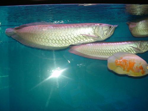 观赏鱼为什么脸肿了,观赏鱼体表受伤怎么治疗