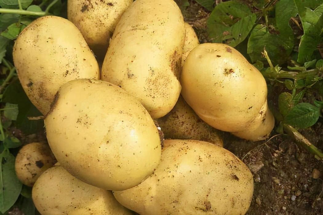 全国最好的土豆排名前十名,全国哪里的土豆最好吃