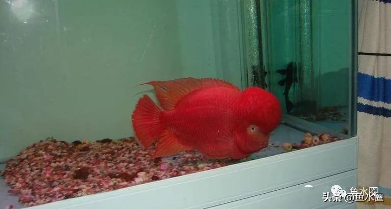 罗汉鱼身上亮片少是什么品种,罗汉鱼血麒麟和火凤哪个品种好