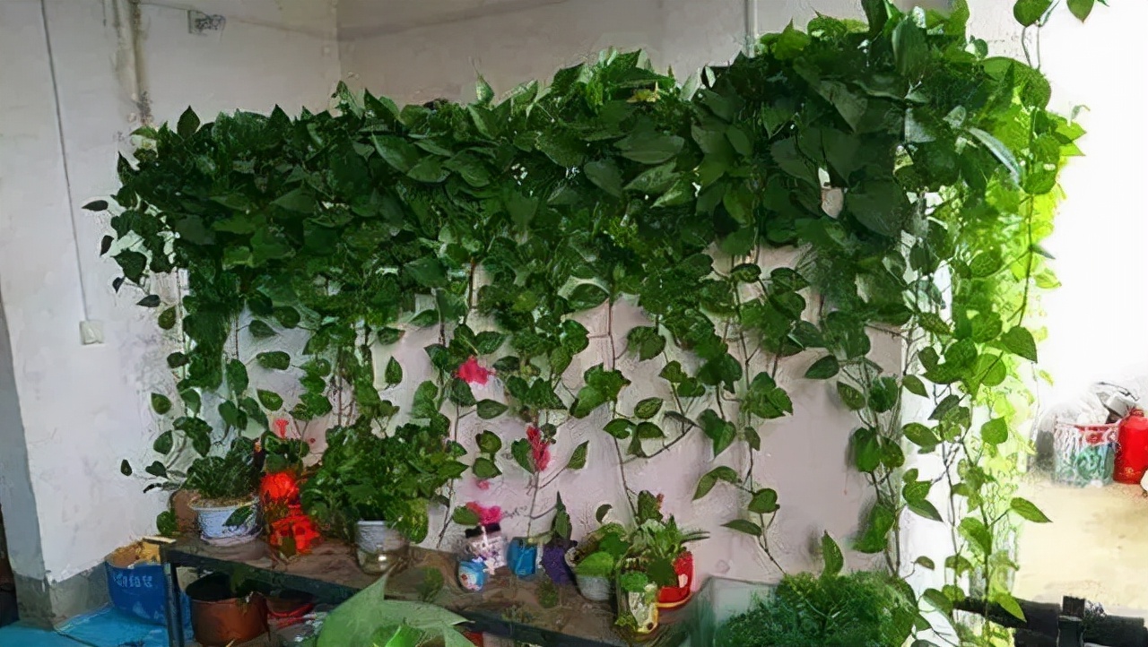 新房装修好什么植物去甲醛最好,家里种什么吸甲醛最好