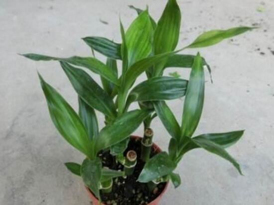 万年青烂根最好的处理方法,万年青根腐烂黄叶是什么原因