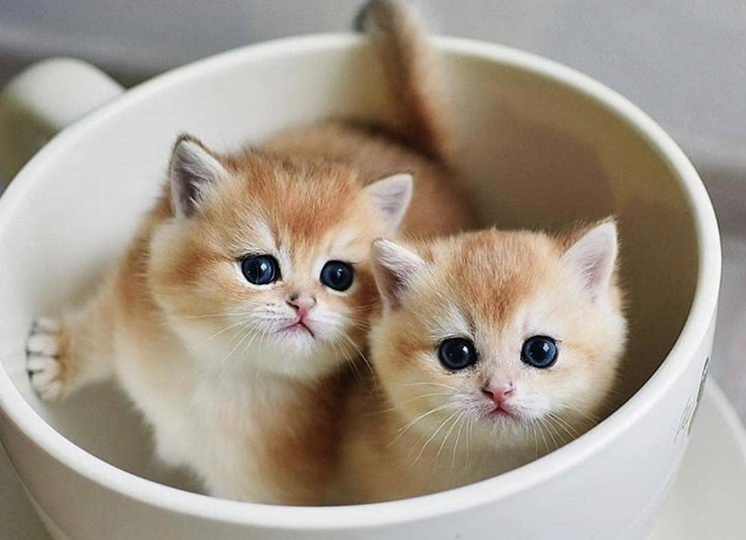 猫奴需要了解的知识：猫咪喝水少的危害及八种应对策略