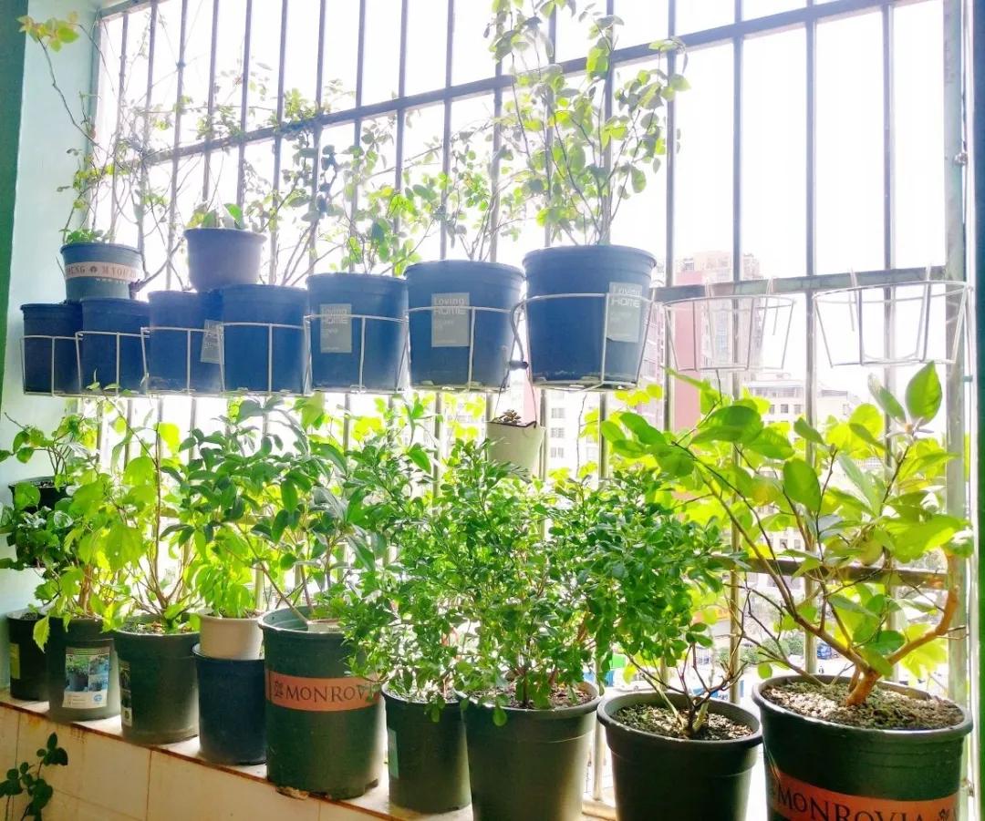 花买回来叶子蔫了怎么办,花掉花苞有什么好方法吗