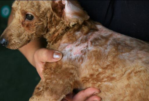 宠物狗绝育需要注意什么,宠物狗需要绝育吗