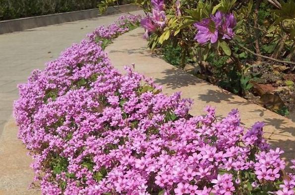 幸运草块根,幸运草悄然而生