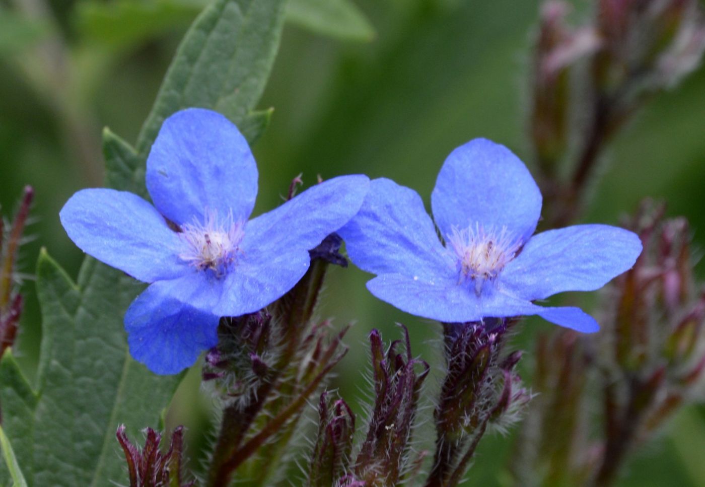 十种蓝色花,常见的六种蓝色花
