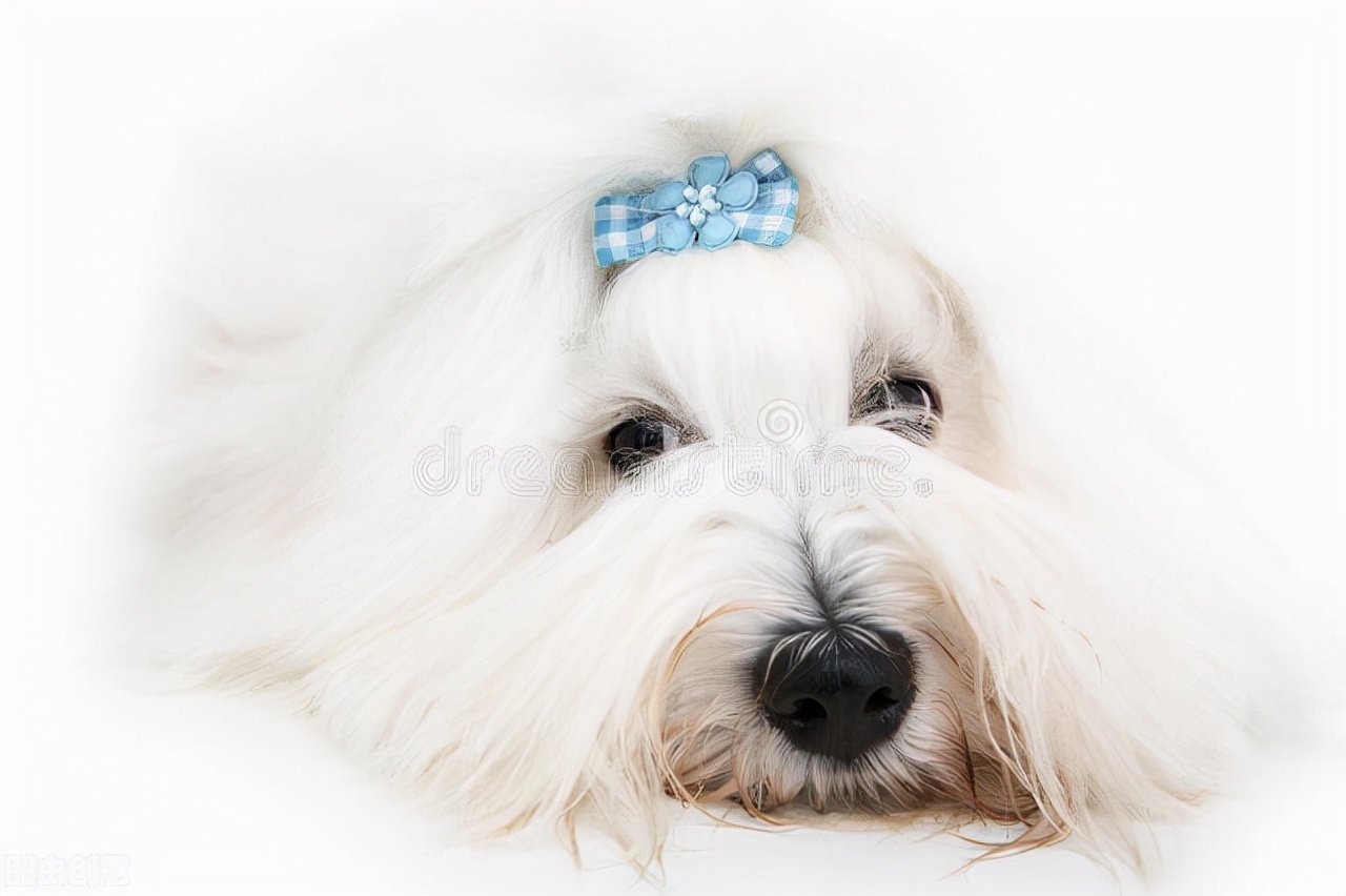 如何清理宠物毛发小妙招,如何除去换洗衣物上的宠物毛发