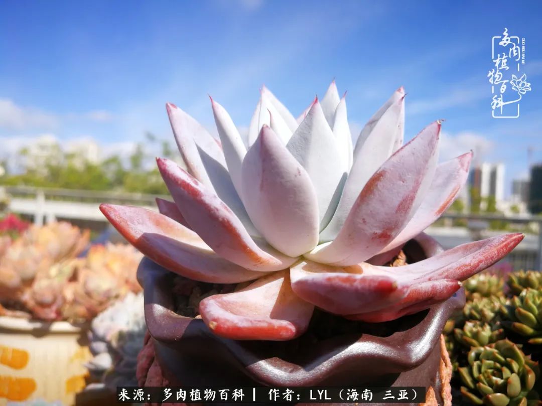 养多肉一年花了3万,养多肉一千多盆