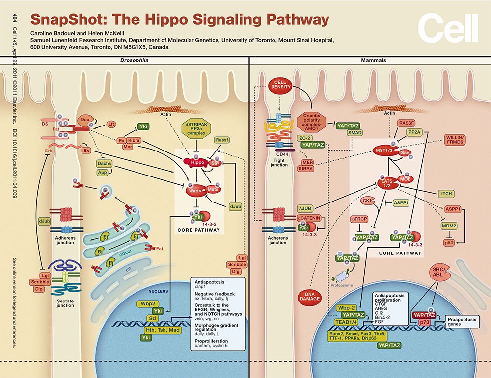 硬货的解析,硬货必买的10种