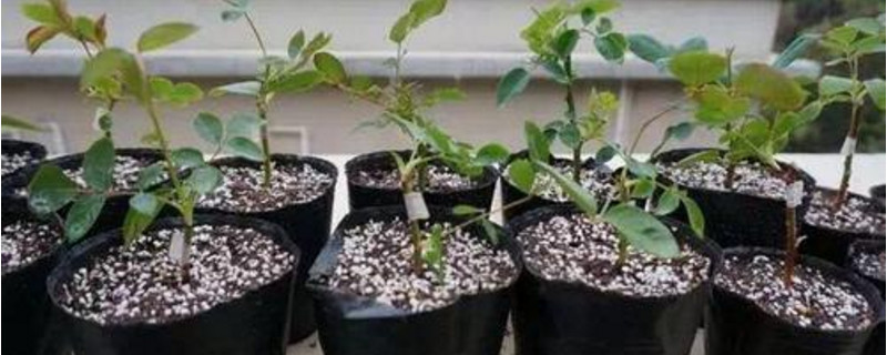 如何灭土里的金龟子幼虫,如何灭土壤里的草籽