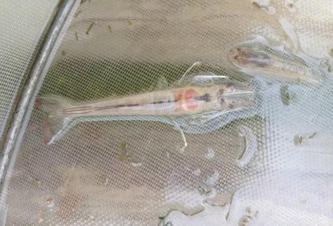 南美白对虾偷死病怎么治,南美白对虾肠炎能不能投喂新霉素