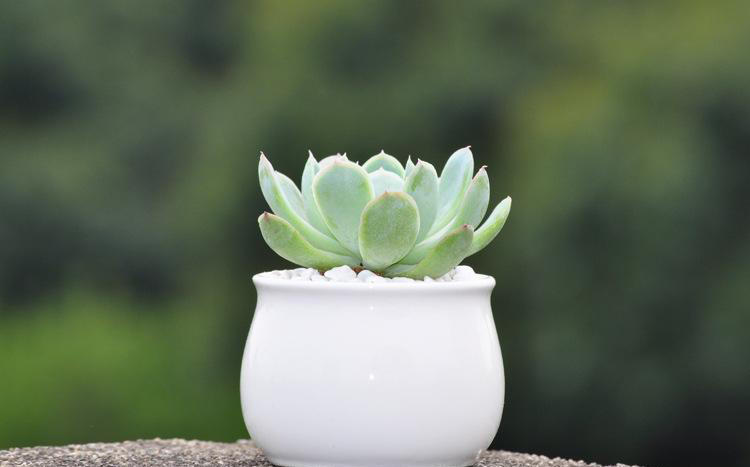 花土里小飞虫怎么彻底清除,花土里的黑色飞虫怎么消灭