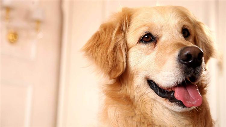 狗狗经常刨地怎么回事,狗狗频繁刨地