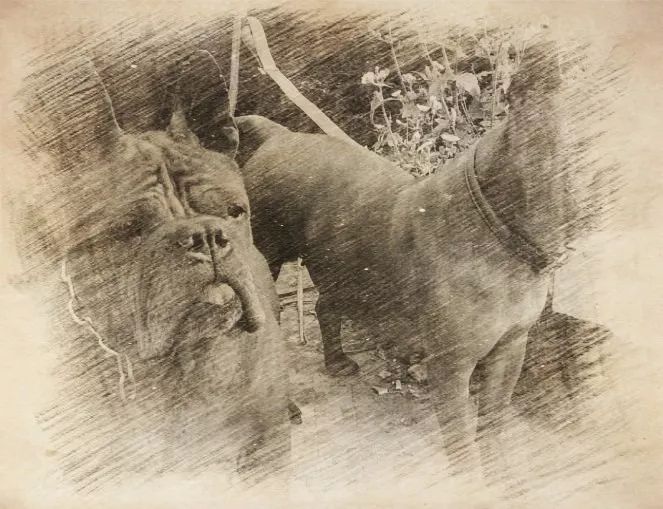 十大猛犬川东猎犬,川东猎犬中国猎犬排第一名的犬