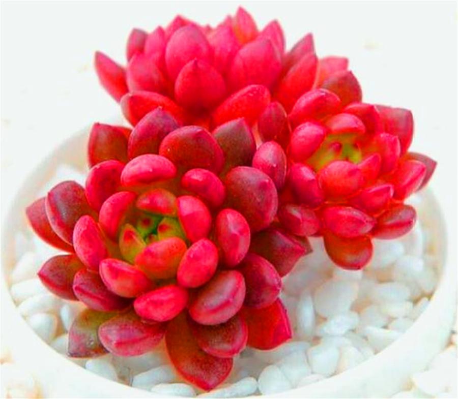 红宝石的养殖方法及修剪,圆叶红宝石怎么养长得快