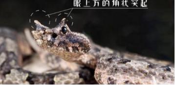 17米的巨蟒长什么样子,巨蟒最长能达到12米