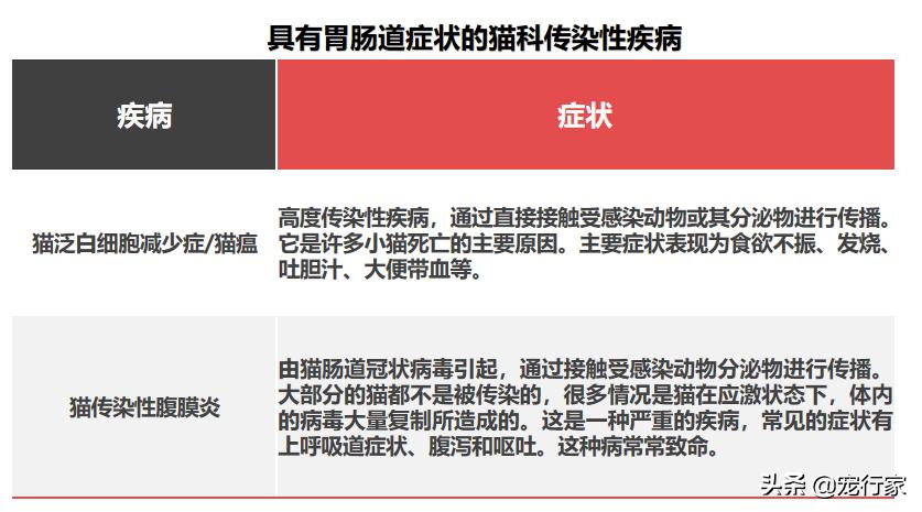 猫的呕吐物很油,猫呕吐的原因及治疗办法