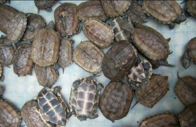 海南金钱龟养殖,金钱龟养殖许可证