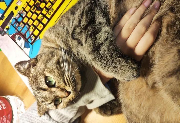 一个人养猫有什么烦恼,一个人生活养只狗靠谱吗