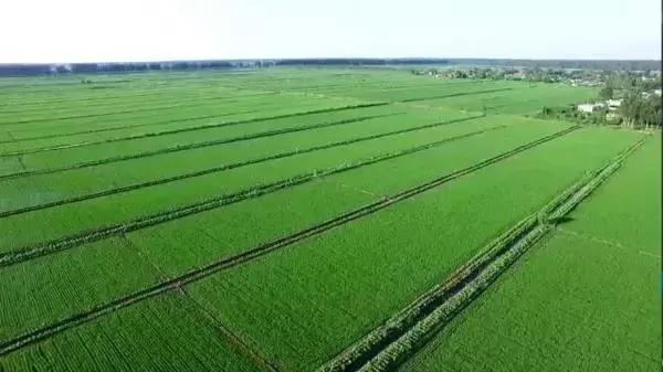 稻香蟹肥盘锦,盘锦稻田蟹肥怎么样了