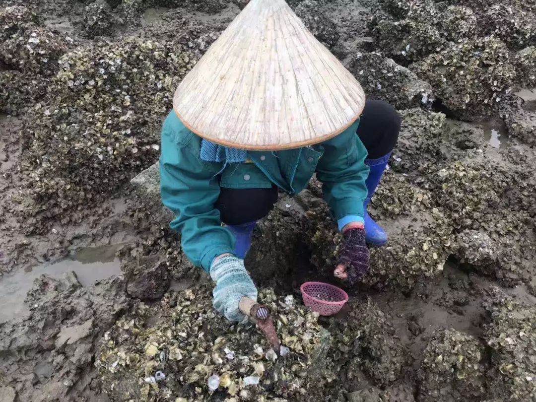 钦州三娘湾寻找白海豚,钦州三娘湾中华白海豚咬不咬人