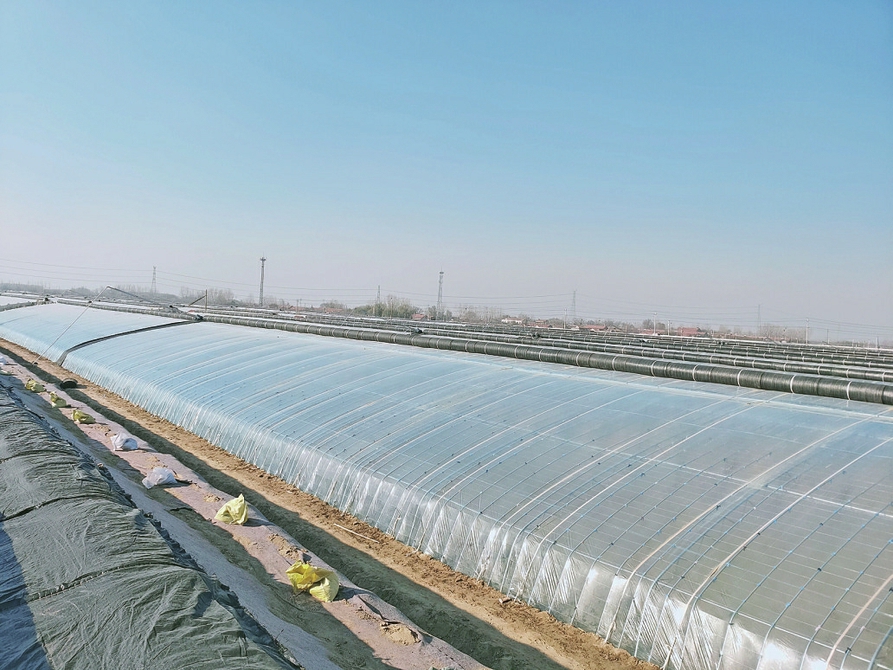 以蔬菜产业助推乡村振兴简介,乡村振兴黄瓜发展数据图