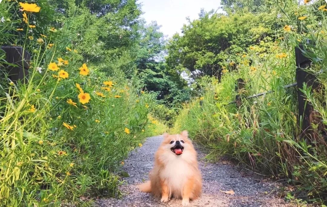 2022年上海遛狗圣地,2021上海遛狗圣地