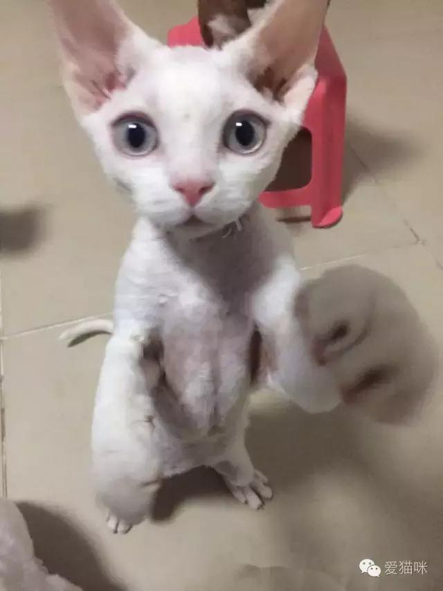 猫咪图鉴,七喵德文卷毛猫