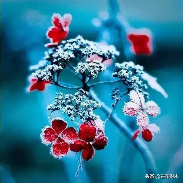 储存雪水浇花好不好,雪水浇花的好处及注意事项