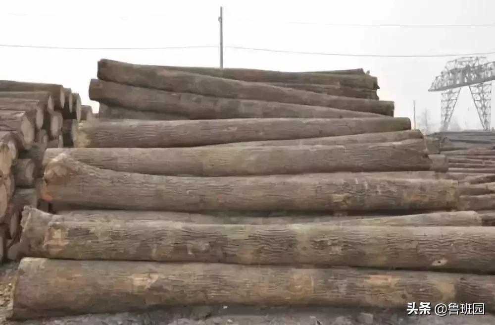 楸木市场,楸木家具是否值钱一些呢