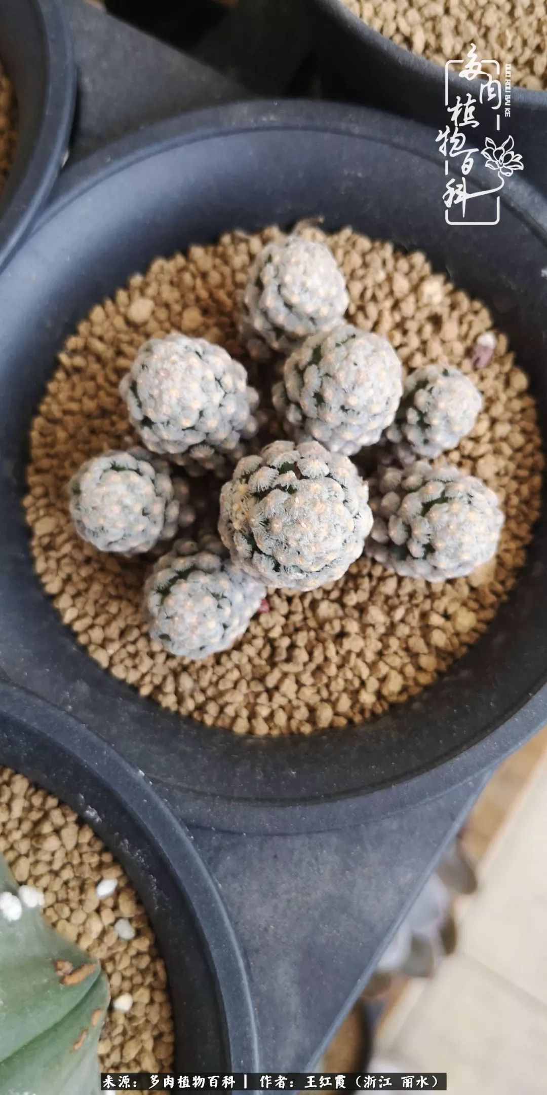 仙人球露养条件,仙人球春天露养条件