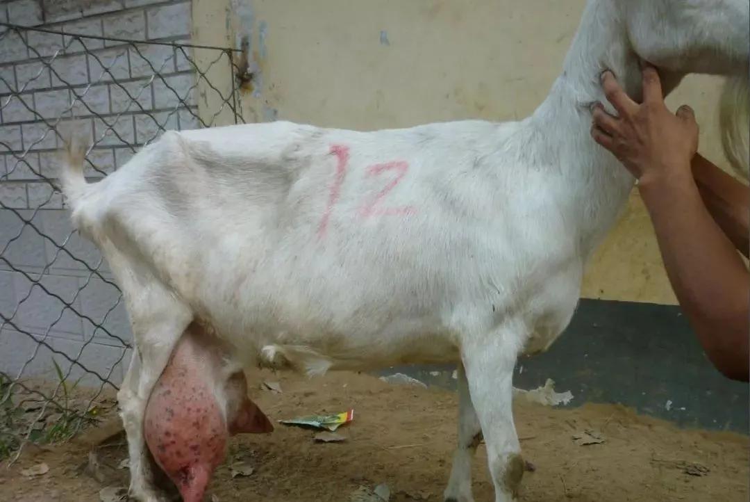 每日一学的100个技巧,奶山羊有哪些