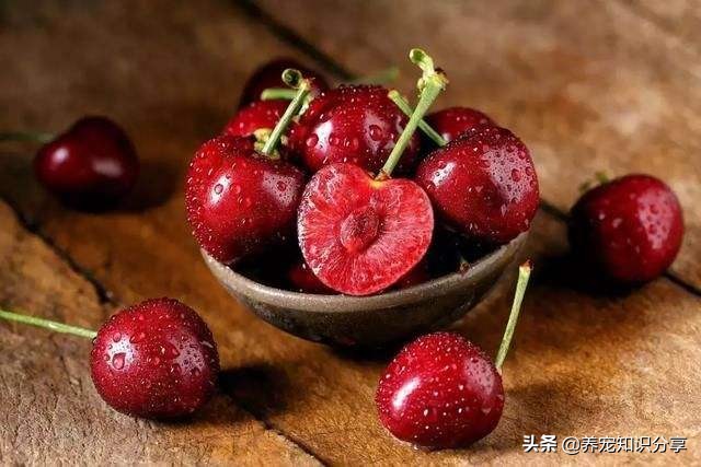 狗狗能吃什么水果排行榜,狗狗能吃桔子芦柑之类的水果吗