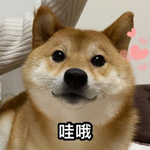 狗狗能感觉到孕妇怀孕了吗,狗狗能感受主人怀孕吗