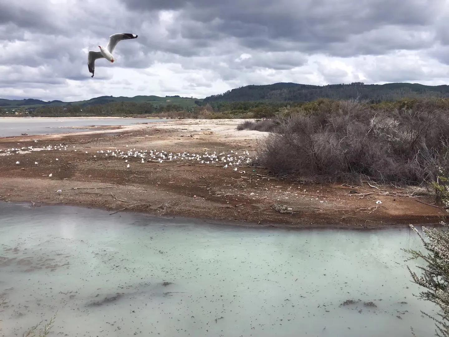 记忆中的旅行之新西兰（北岛）