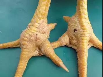 滑液囊支原体对鸡有危害吗,鸡感染了滑液囊支原体几天发作