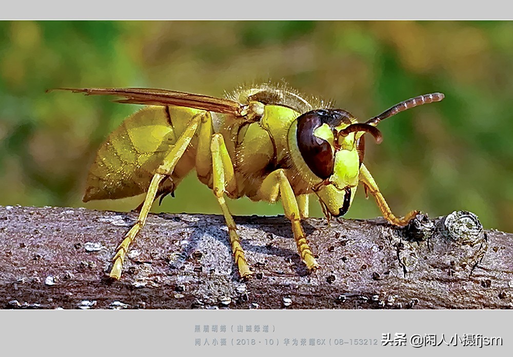 秋季如何防昆虫进屋,秋季防胡蜂知识