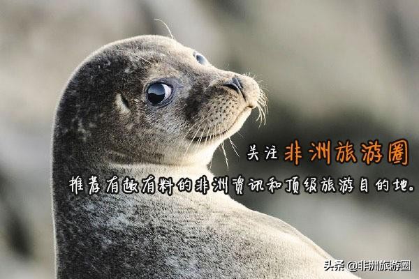 中国与非洲有哪些极具合作潜力的项目?