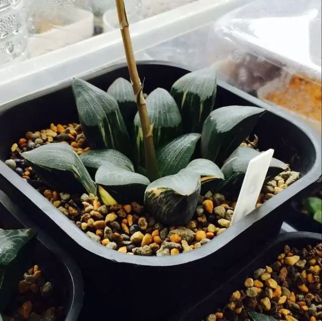 多肉植物好养又容易开花,长相怪异的9种多肉植物