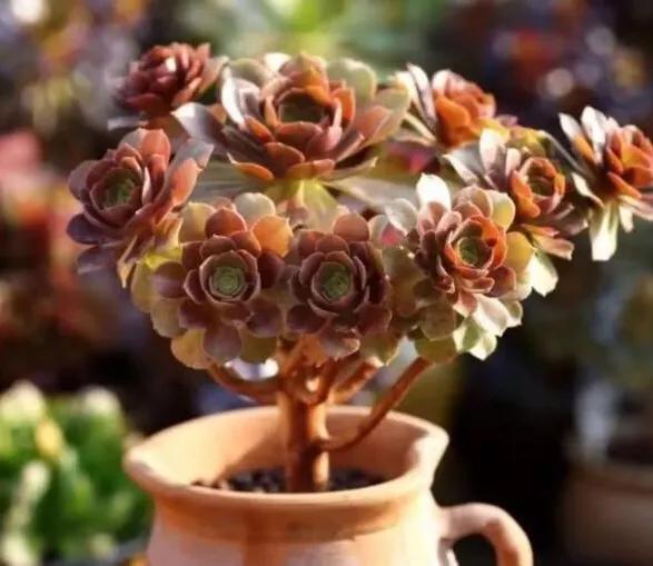 多肉法师韶羞现在能摘心吗,多肉法师欧紫跟韶羞的对比图