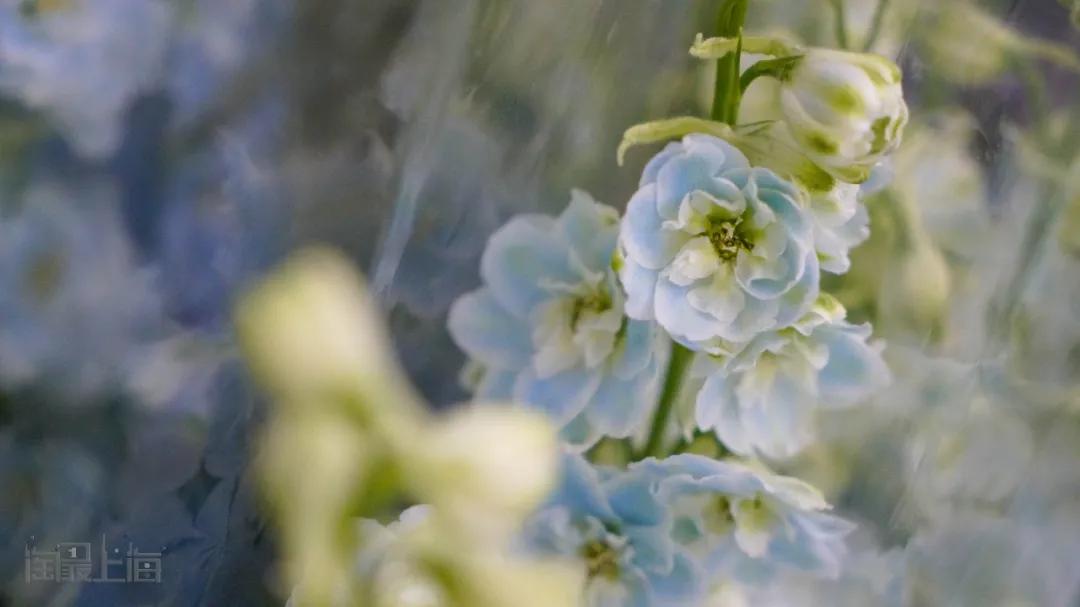 花卉市场晚上营业,今天的花卉市场