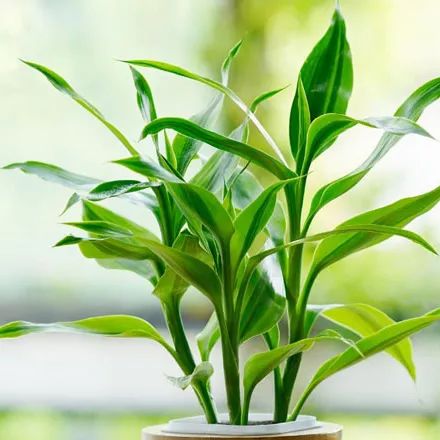 全部金木水火土五行五系植物介绍,五种植物代表五行