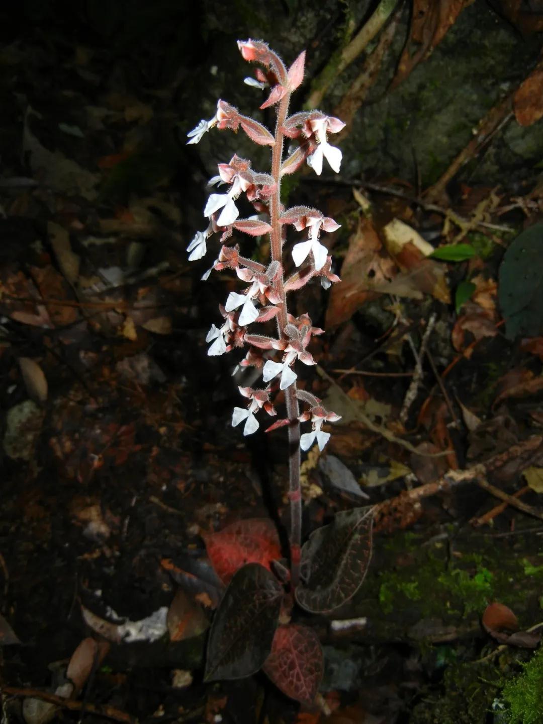 林草科普图片,林草科普