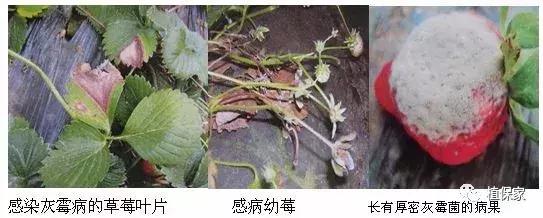 大棚草莓常见病虫害防治方法,南京地区草莓病虫害防治的现状