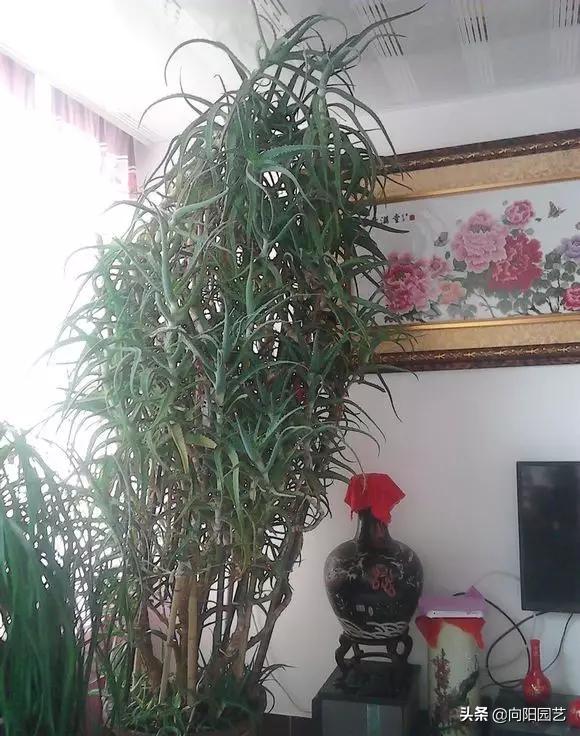 芦荟怎么养才能更旺盛视频,芦荟怎么养才能长得快又茂盛