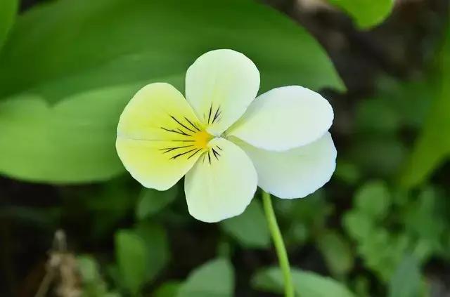 顾城写夜景的诗句,顾城的生日诗句
