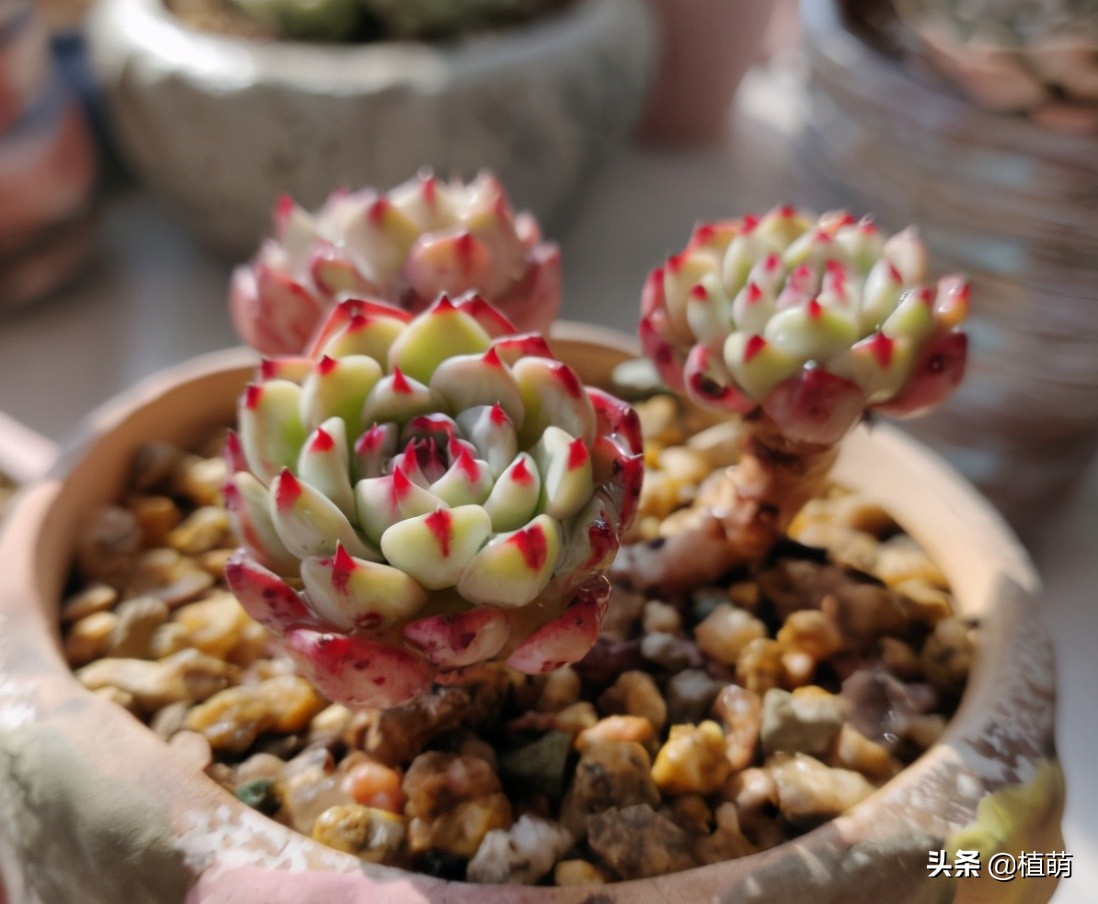 多肉遭虫害,多肉被鸟儿吃了怎么办